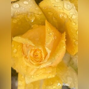 Yellow Rose Photo Print 8x10